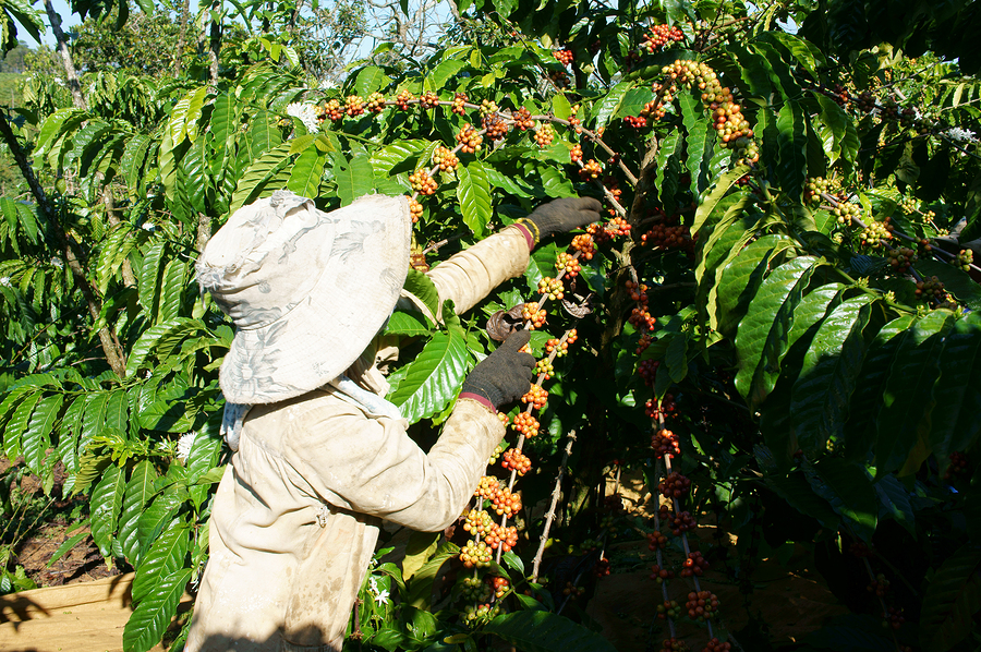 Asian Farmer Pick Coffee Bean
