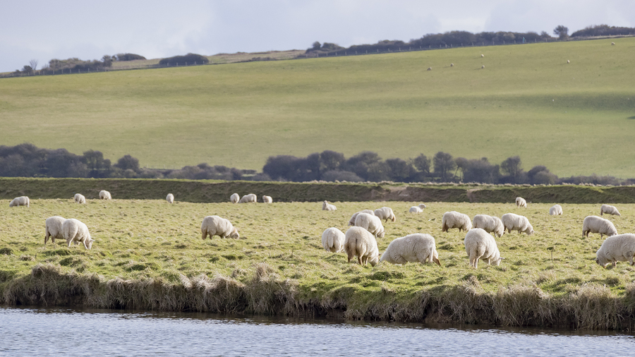 Sheep on farm