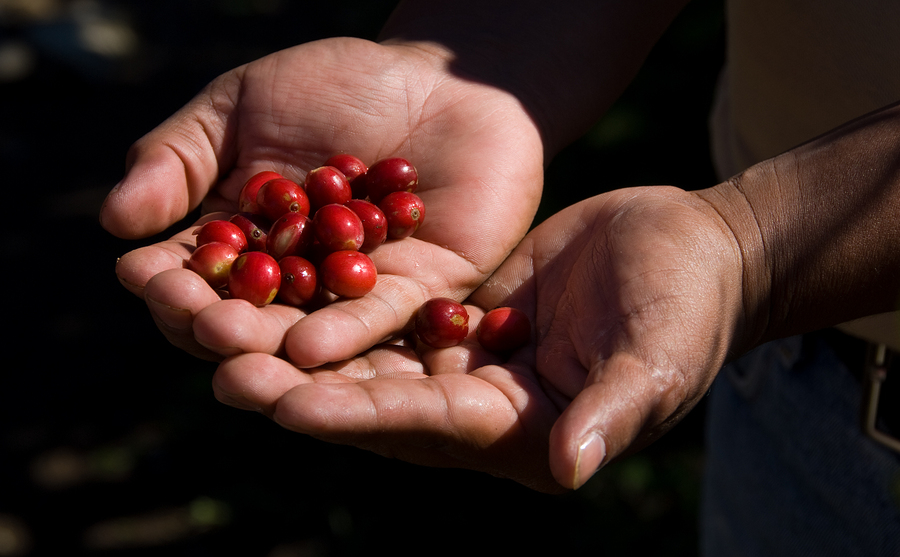 Coffee Beans