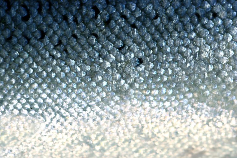 Scientists develop method to convert energy from fish scales