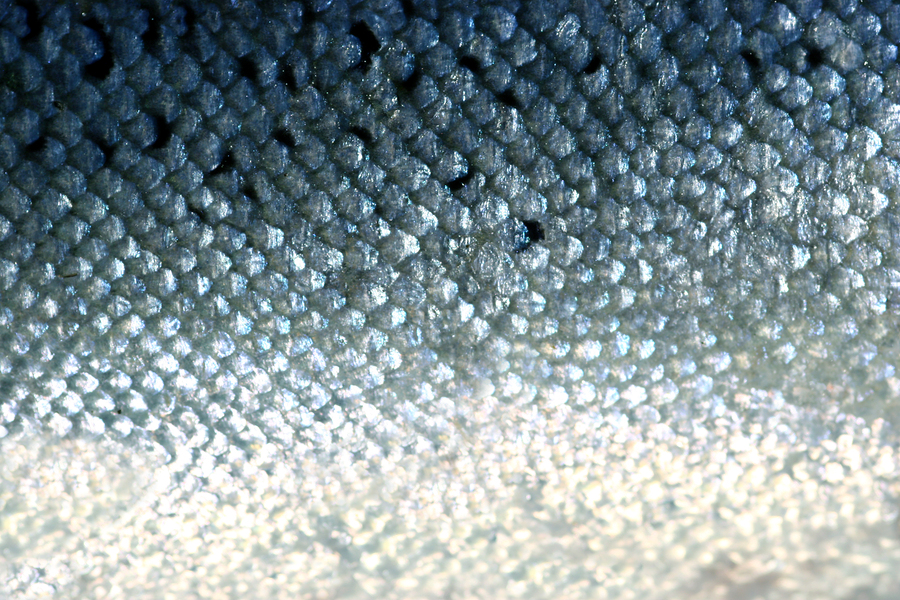 Fish Scales for energy
