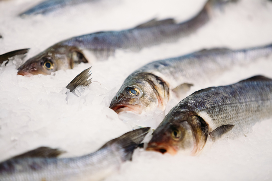 Gross Science, Electronics Powered by Fish Scales