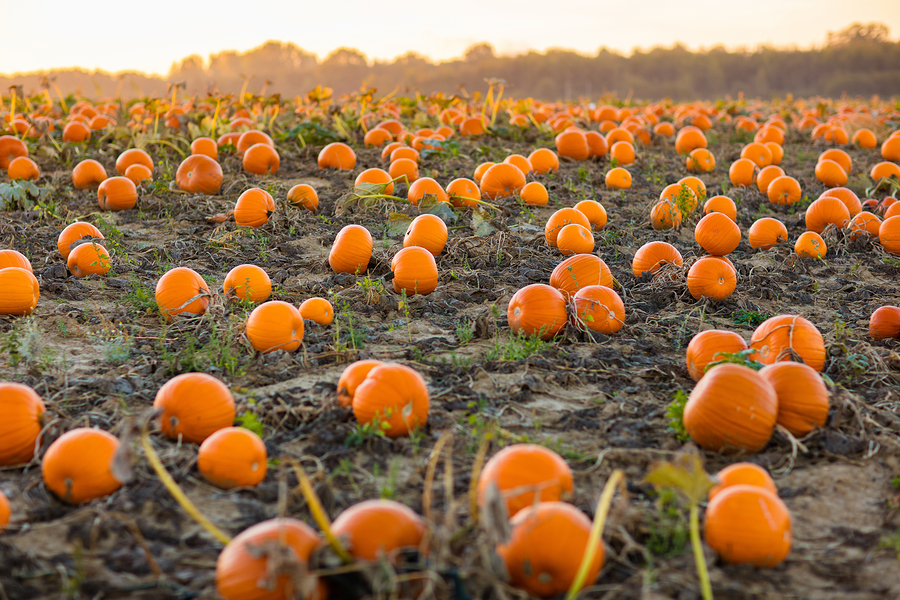 Pumpkins growing in a field