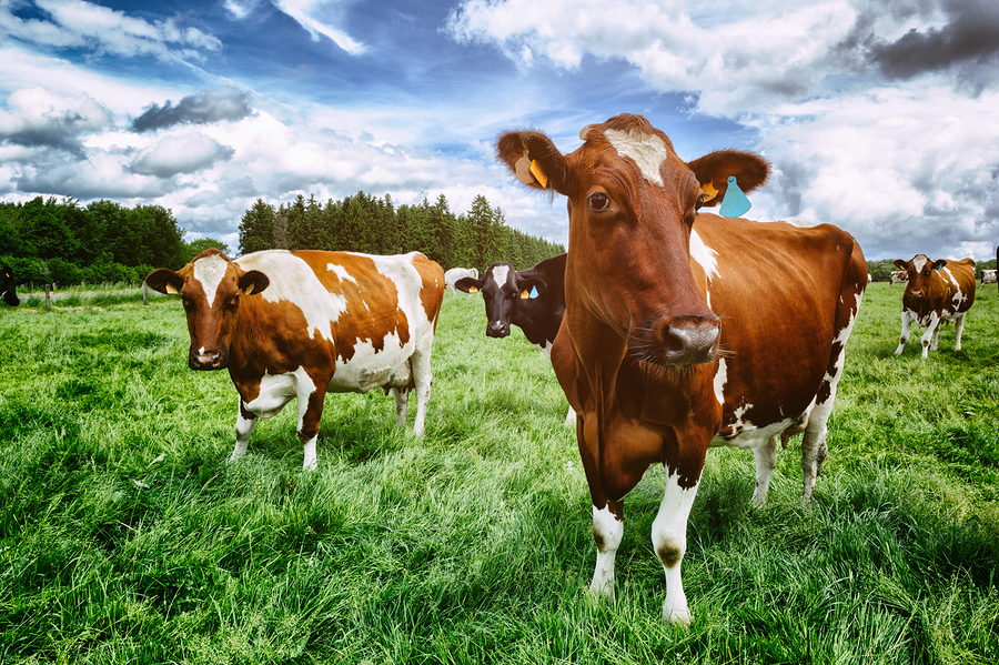 Herd Of Cows At Green Field