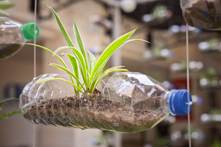 Empty Plastic Bottle Use As A Container For Growing Plant, Recyc