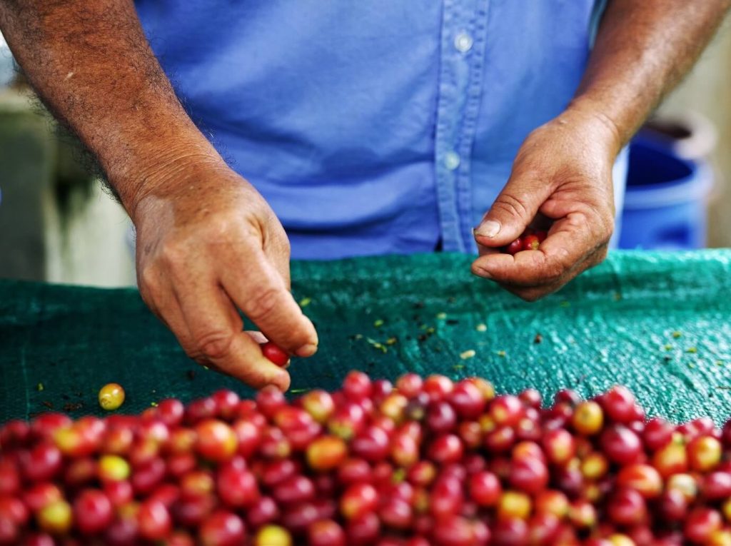 Raw harvested coffee beans.