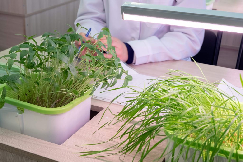 Hydroponic farming at home