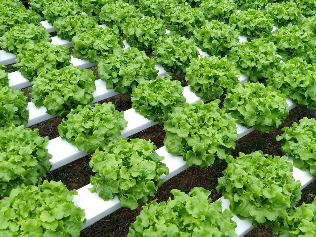 Hydroponics farm