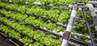 vertical farming