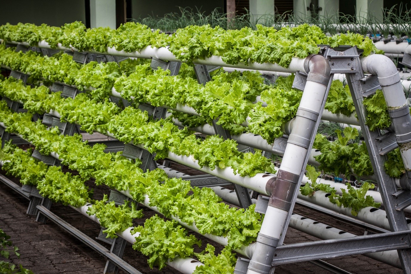 The Rise of Vertical Indoor Farming