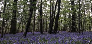 Bluebells in English Woods.