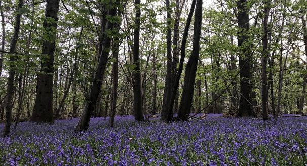 Bluebells in English Woods.