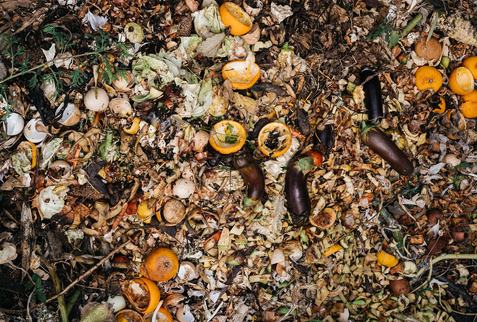 Composting Fruit & Vegetables In The Garden.