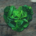 Green Leaves Arranged Into Heart Shape