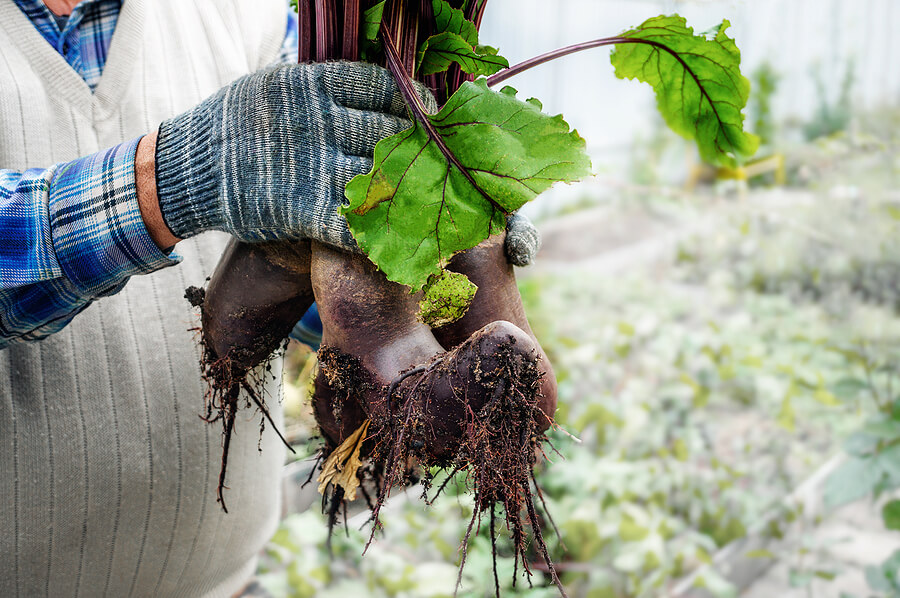 bigstock-Beetroot-In-The-Hands-Of-A-Far-417289390 (1)