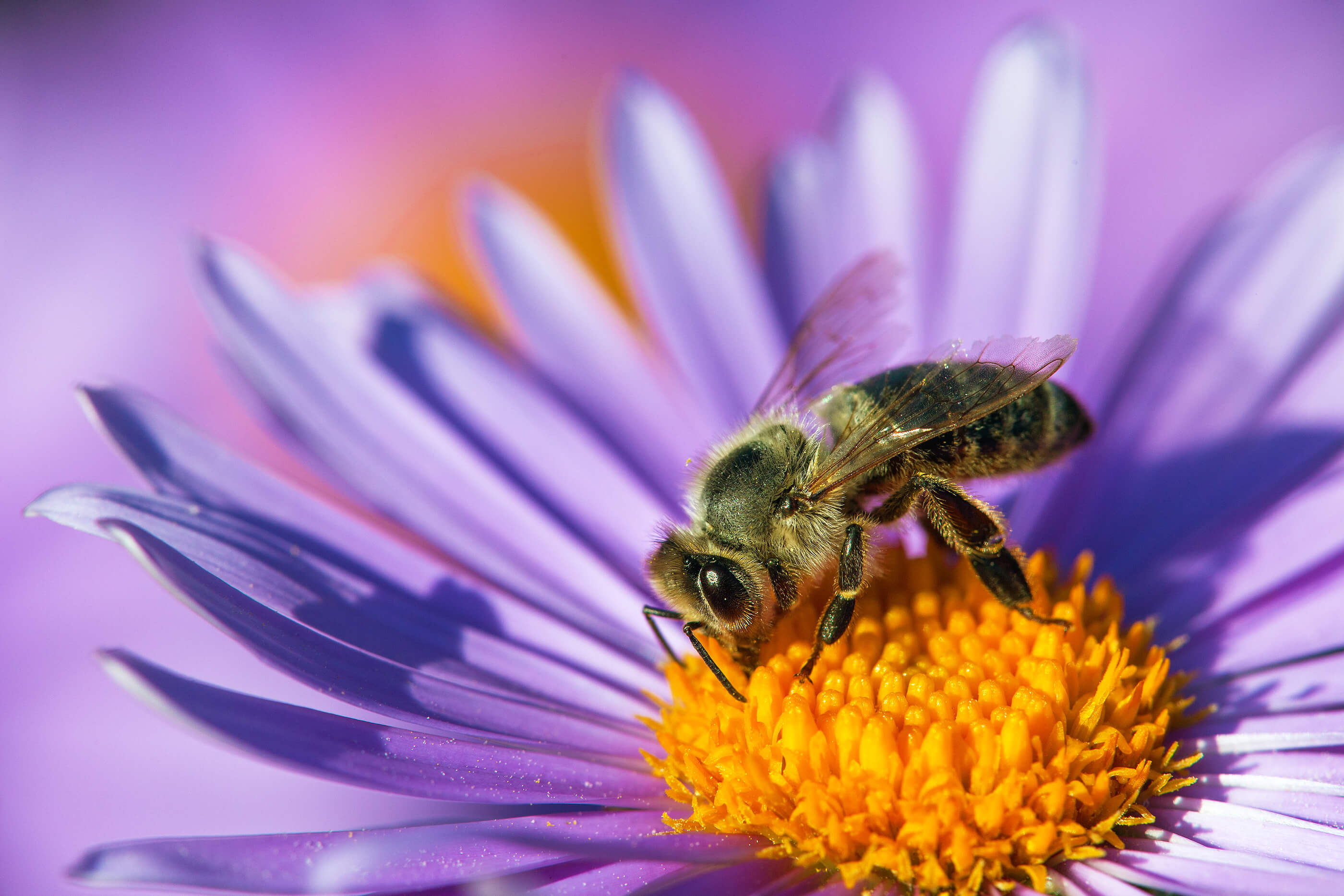 bee-pollinating-purple-flower