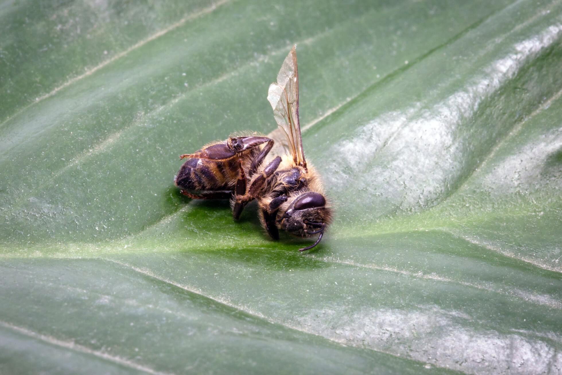 dead-bee-pesticide-environmental-risk