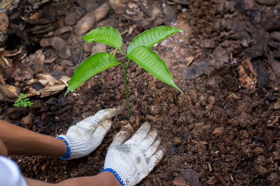 Planting a tree. Close-up on young man planting the tree while working in the garden. Soil Planting and Seeding concept.