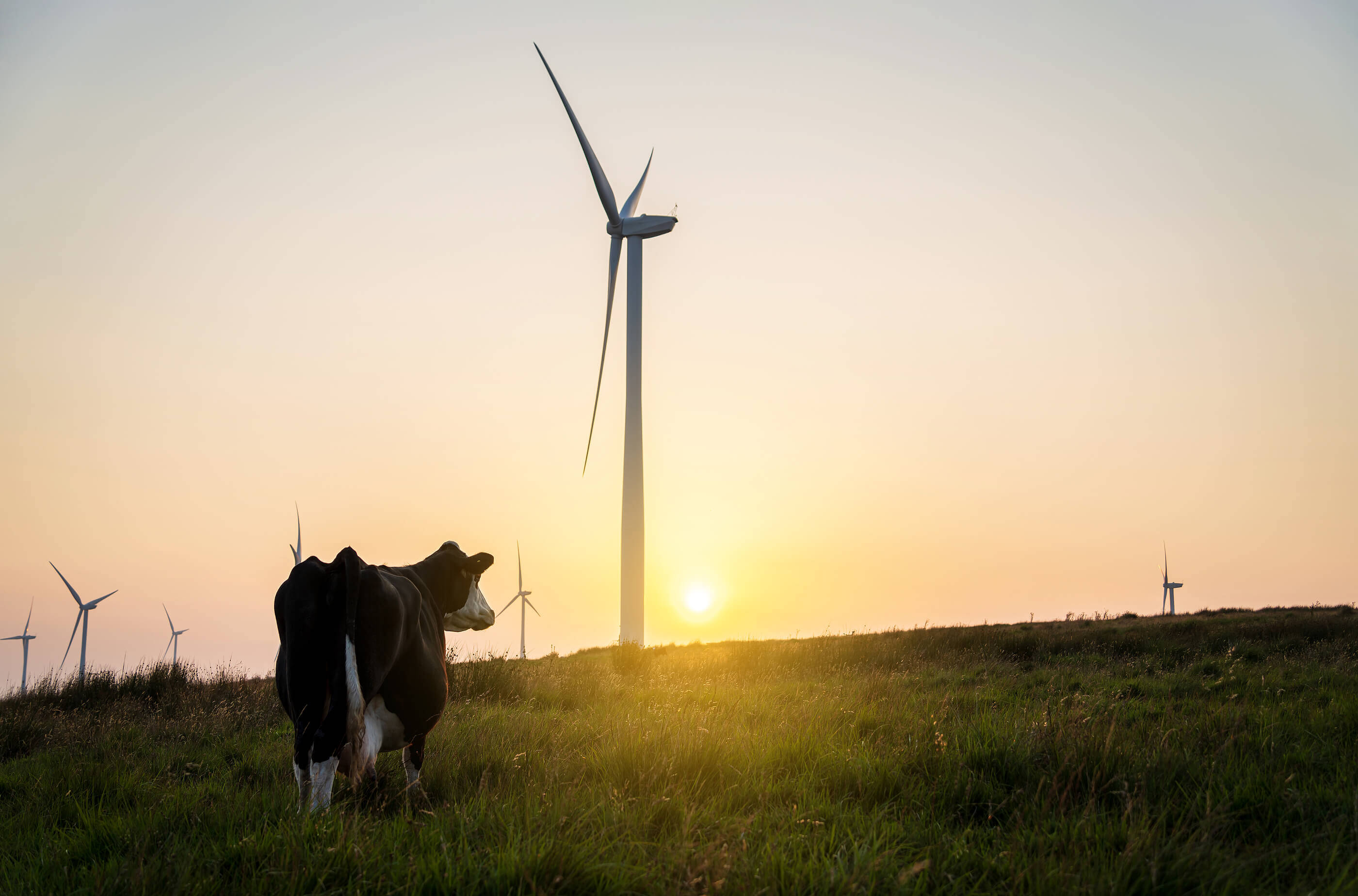 Cow-And-Wind-Turbines-At-Sunse-466216177 (1)