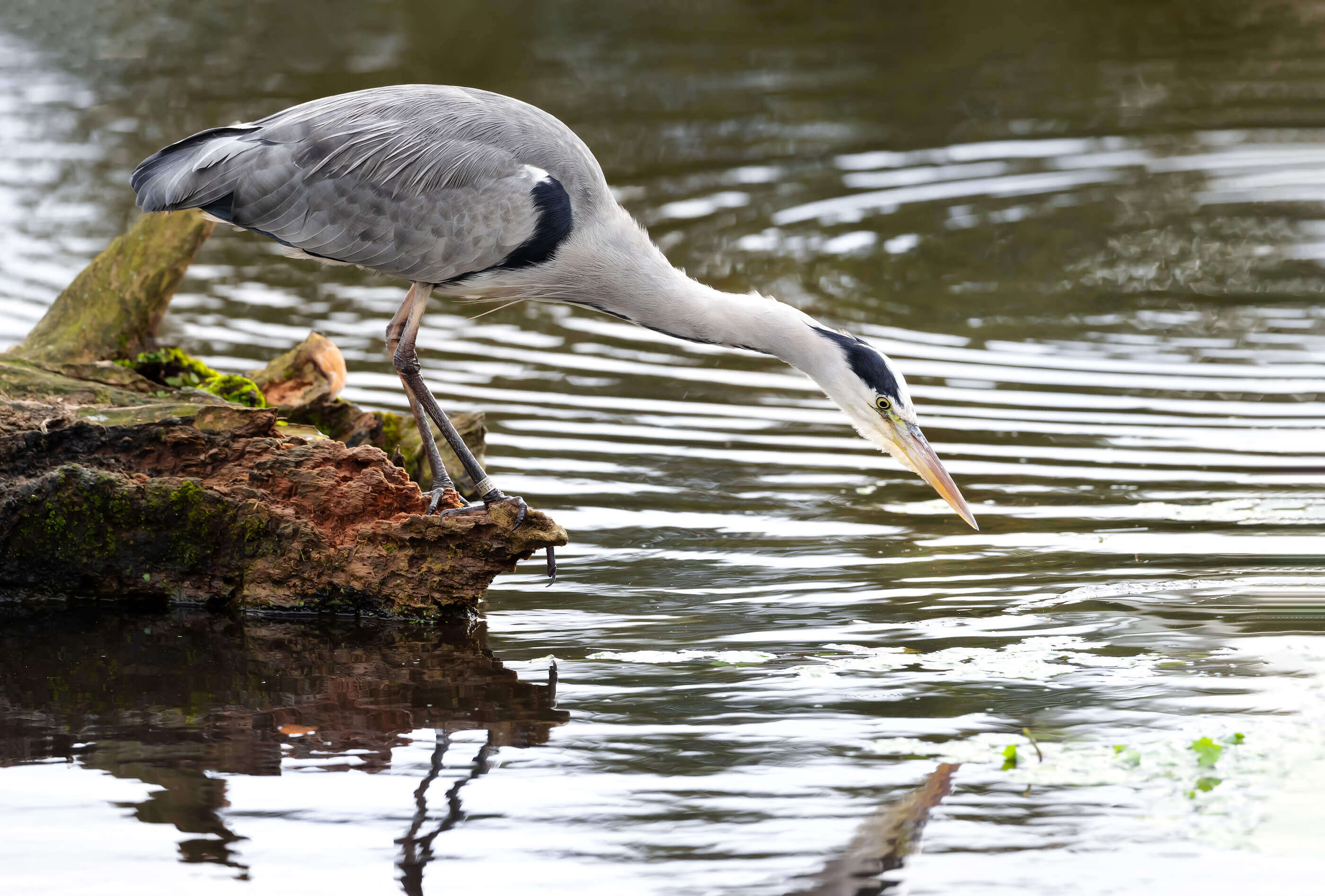 bigstock-Close-up-Of-A-Grey-Heron-arde-445513304 (1)